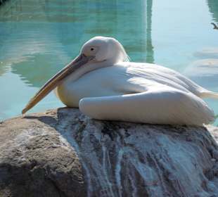 Auch außerhalb des Käfig gibt es paar Vögelchen.