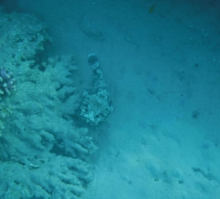 Steínfisch Nr.3. Hotel Prima Life Makadi Bay