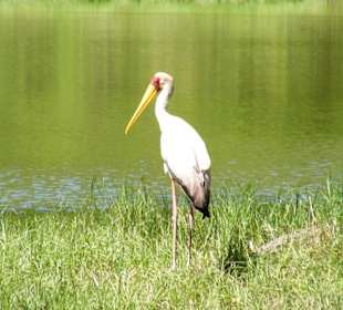Storch im Haller Park