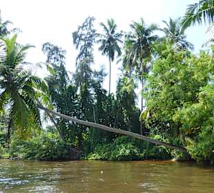 Flussrundfahrt Bentota River
