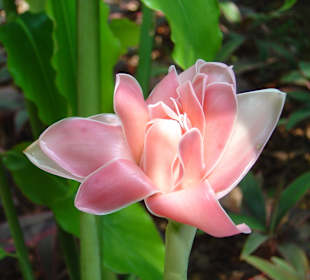 Botanischer Garten Singapur 