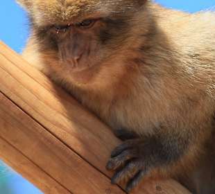 Wybieg dla makaków i kóz, do ktorego można wejść