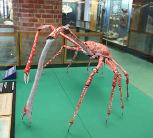 Japanische Riesenkrabbe