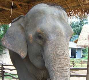 Elefante adulto