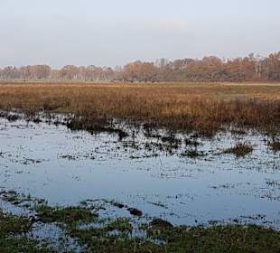 Die Wasserbüffel im Hintergrund