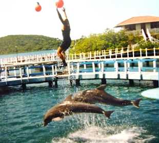 Delfinen - Show in Bahia de Naranjo