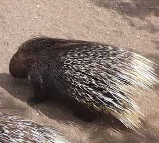 Im Tierpark