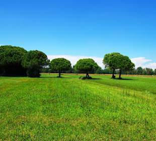 Naturschutzgebiet dei Pini