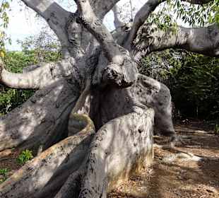 Der 800 Jahre alte Kapok-Baum