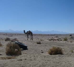 Die Wüste mit frei laufenden Dromedaren