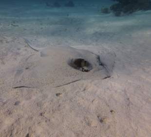 Rochenbesuch während der Delfintour - einmalig!