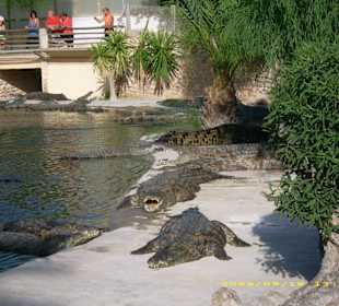 Blick auf die Krokodile