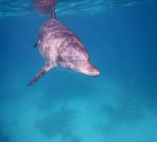 Schnorcheln mit Delfinen