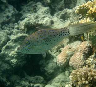 Buchstabenfeilenfisch