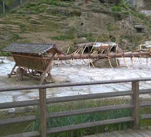 Eurasienbereich - Steinböcke