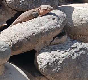 Begegnung an der Promenade Maspalomas