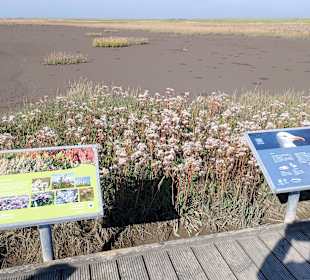 Infotafeln in den Langwarder Groden