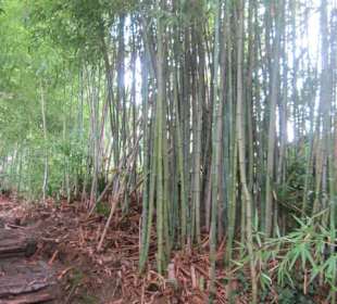 Botanischer Garten Bergamo