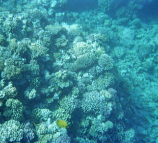 Schnorcheln und Tauchen in Ägypten