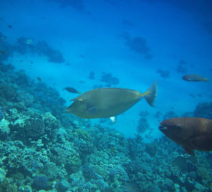 Schnorcheln am Riff