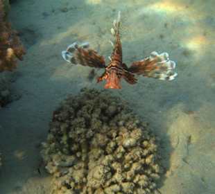 Rotfeuerfisch am Abend