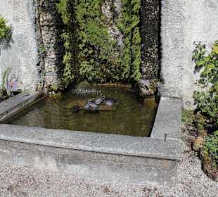 Villa Carlotta, im Garten