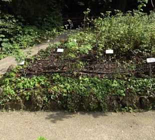 Rosengarten auf der Roseninsel