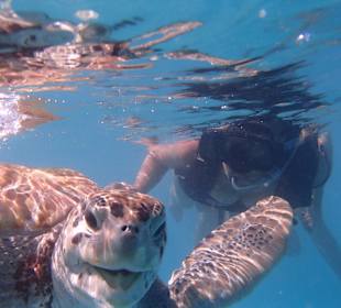 Schnorcheln mit "Grinse-Schildkröte" 
