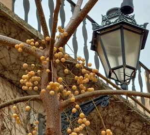 Stadtrundgang Valldemossa