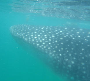 Ausflug Walhaie vor Cancun