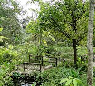 Poring Hot Springs - Schmetterlingsgarten