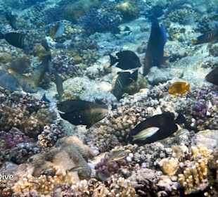 Schnorcheln Marsa Alam