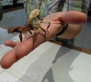 Ausflugstipp: Schmetterlingsfarm Uslar 