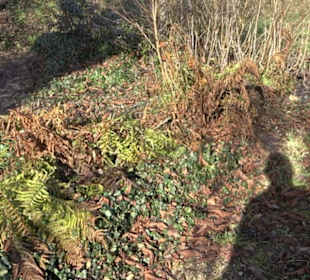 Lourdesgrotte Sonderbuch