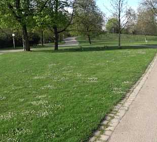 Historische Platanenallee im Unteren Schloßgarten