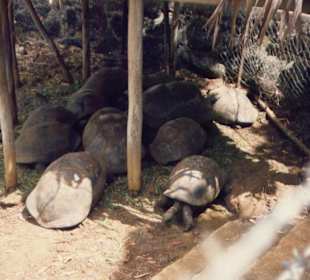 Schildkröten im Pampelmouse Garden...