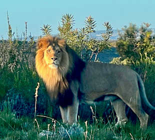 Zorgfontein Game Ranch