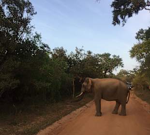 Yala Nationalpark