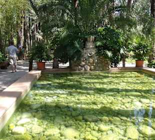 Parc la palmerie a Elche 