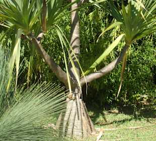Australischer Drachenbaum