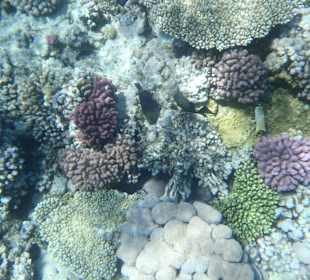 Unterwasserwelt Bootstour Utopia