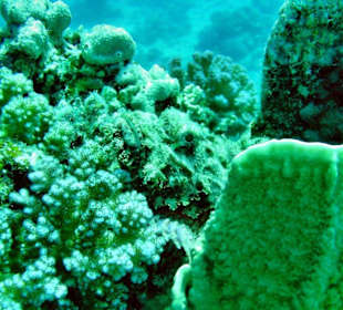 Housereeef - Drachenkopf