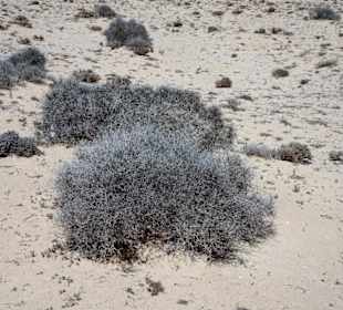 Eindrücke von der Wanderung durch den Istmo