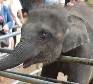 Baby Elefant