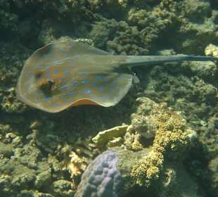 Скат-хвостокол