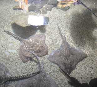 Aquarium