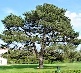 Sosna Czarna na dziedzińcu Oficyn
