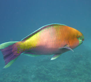 Unterwasserwelt am Hausriff