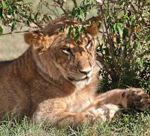 Löwen - Masai Mara