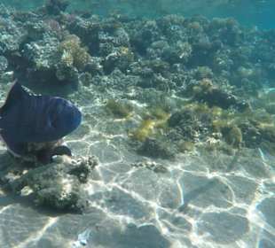Schnorcheln Makadi Bay